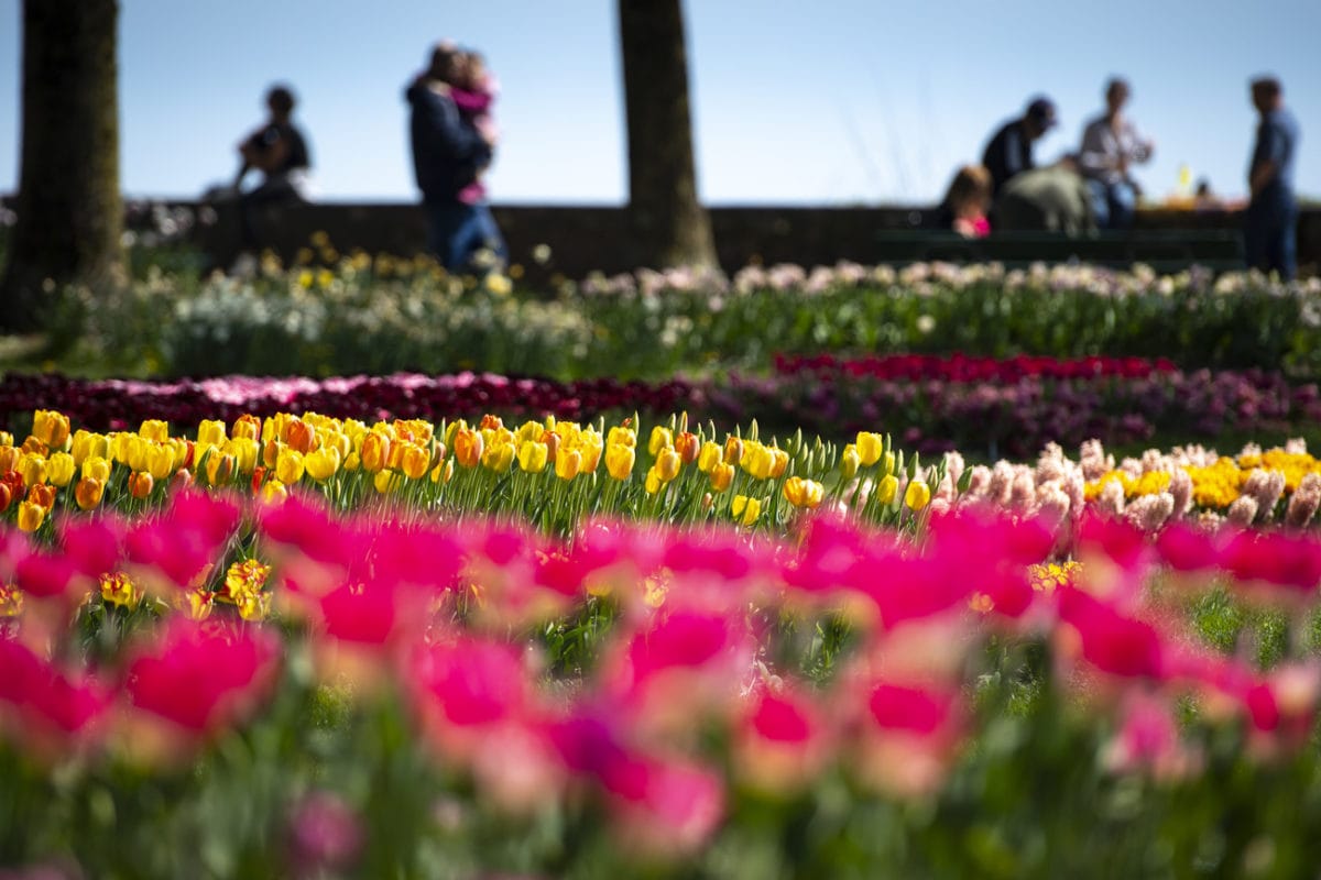 Fête des tulipes